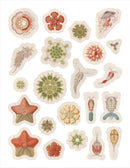 Ernst Haeckel: Art Forms in Nature Sticker Book_Interior_1