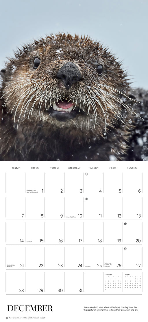 Sea Otters: Photographs by Tom and Pat Leeson 2025 Wall Calendar_Interior_1