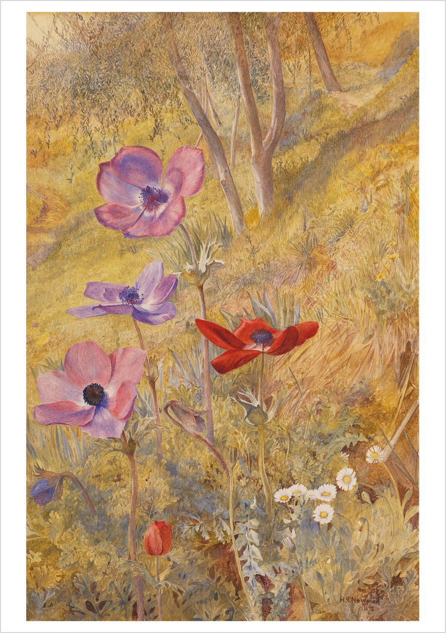 Henry Roderick Newman: Anemones Birthday Card_Front_Flat