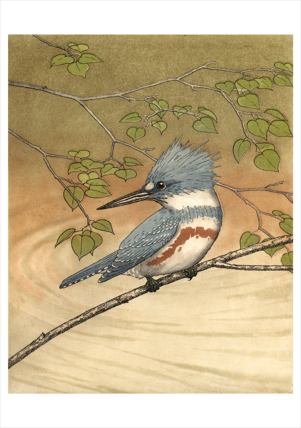 Maurice R. Bebb: Belted Kingfisher Birthday Card_Front_Flat