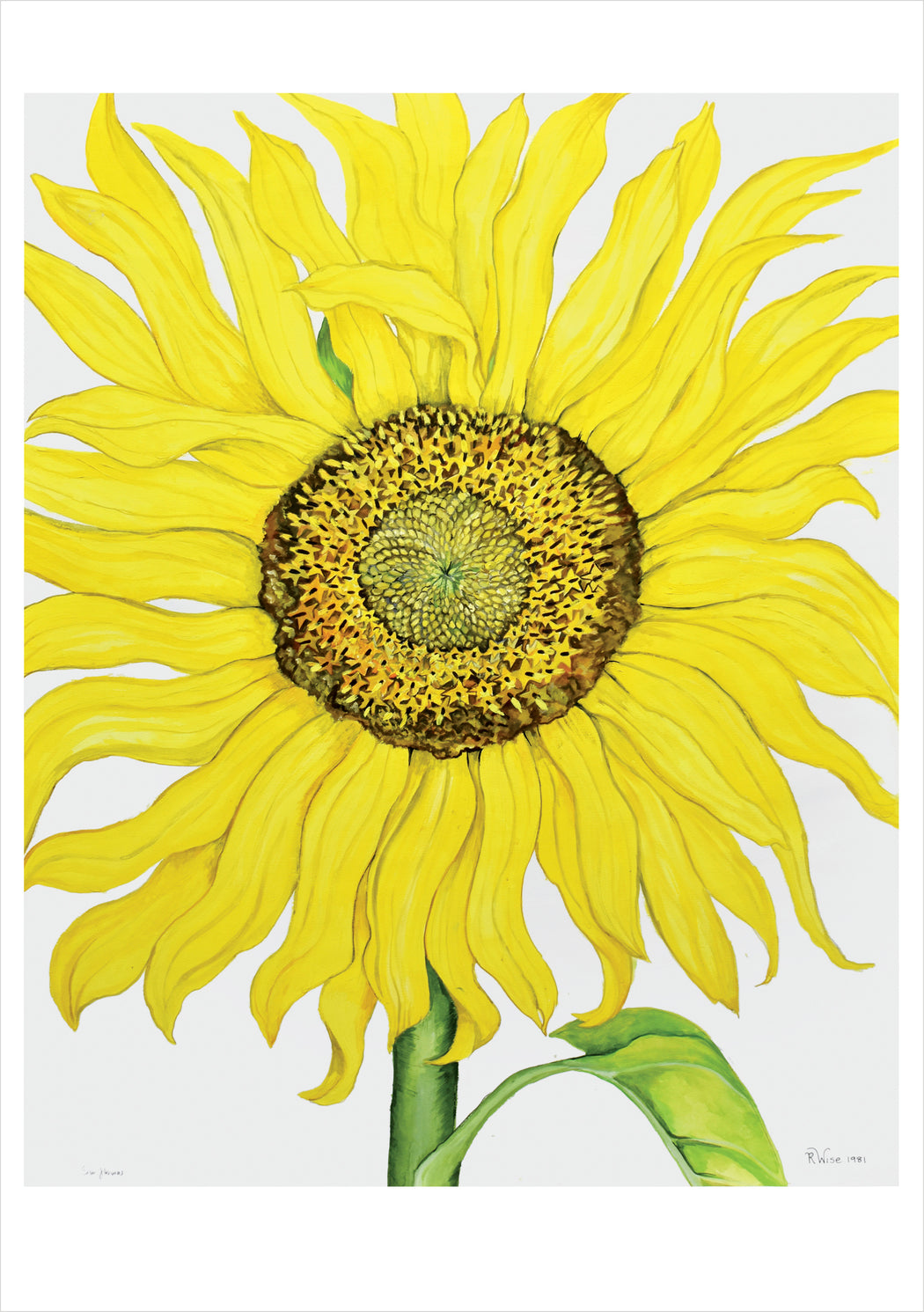 Rosalind Wise: Sunflower Birthday Card_Front_Flat