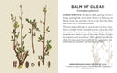 Herbs and Medicinal Plants Knowledge Cards_Interior_1