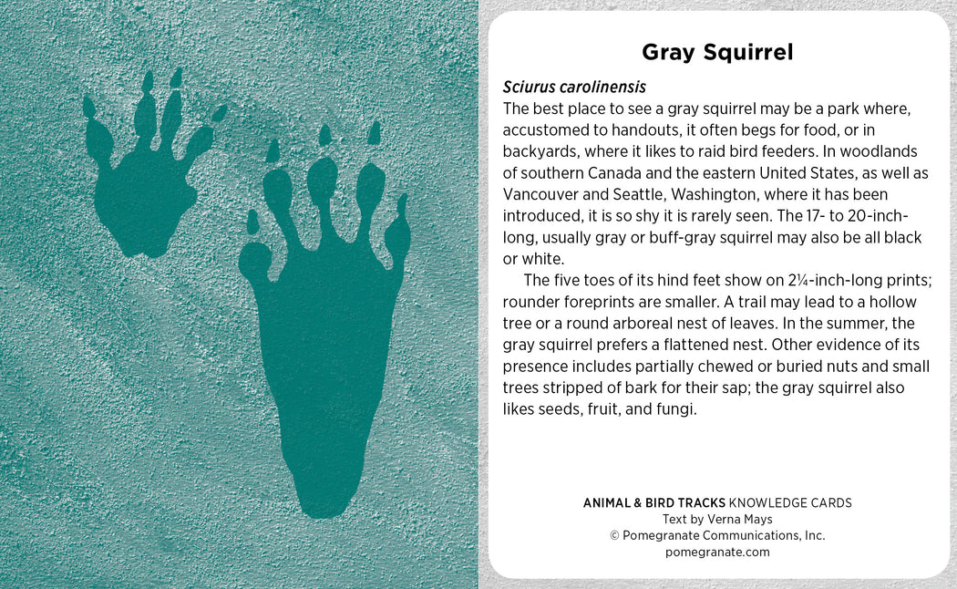 Animal & Bird Tracks: A Handy Reference for the Outdoor Detective Knowledge Cards_Interior_2
