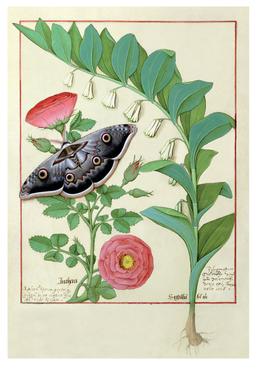 Robinet Testard: Rose, Solomon's Seal, and Moth Notecard_Front_Flat