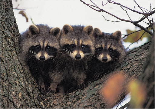 Three Young Raccoons Notecard_Front_Flat