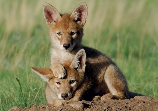 Coyote Pups Notecard_Front_Flat