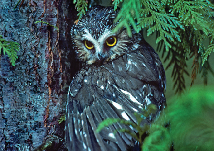 Northern Saw-whet Owl Notecard_Front_Flat