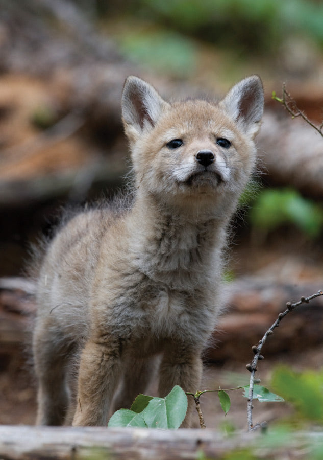 Coyote Pups Notecard  Coyote pup, Animals, Wild dogs