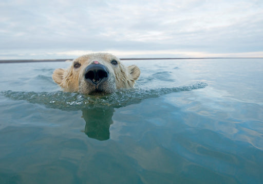 Polar Bear Swimming Notecard_Front_Flat