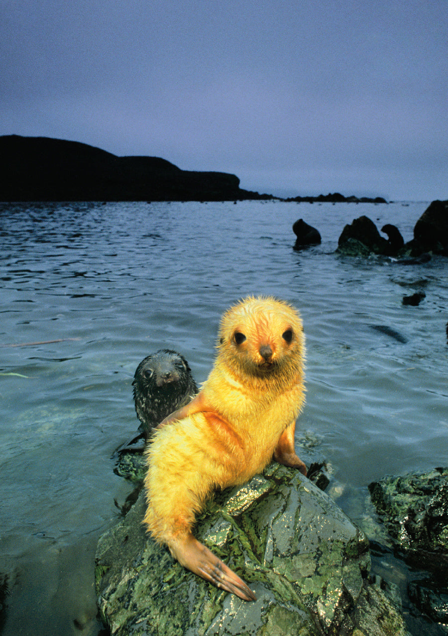 Antarctic Fur Seal Pup, Blonde Morph  Notecard_Front_Flat
