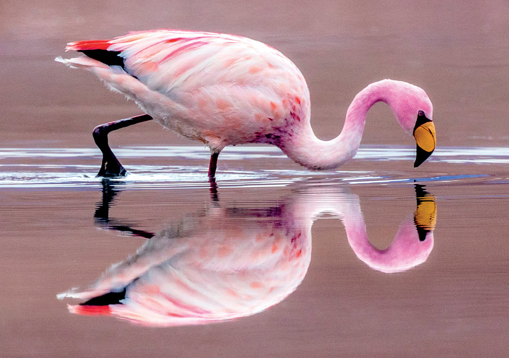 James’s Flamingo Notecard_Front_Flat