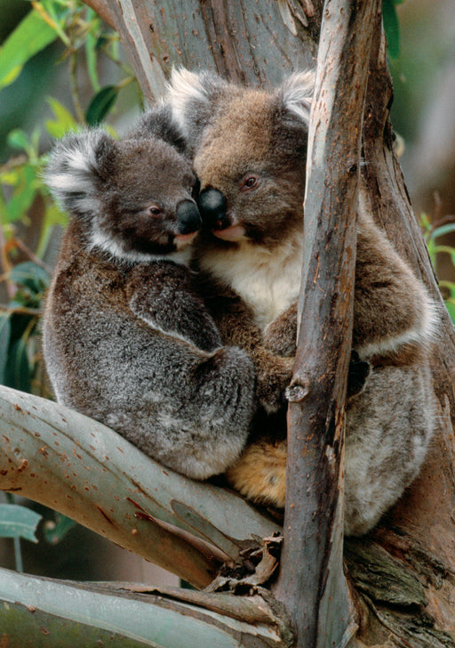 Koalas in Tree Notecard_Front_Flat
