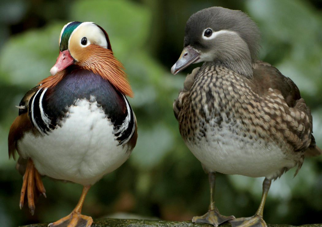 Mandarin Duck Duo Notecard_Front_Flat