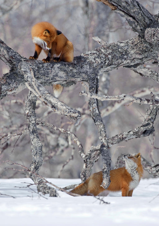 Red Fox on Fallen Birch Tree Notecard_Front_Flat