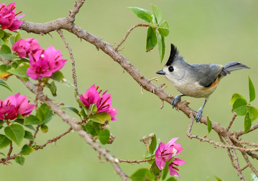 Black-Crested Titmouse Notecard_Front_Flat