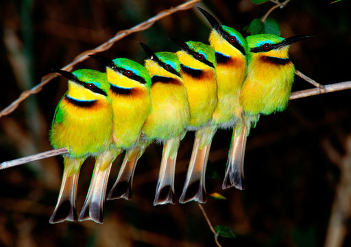 Little Bee-Eaters Notecard_Front_Flat